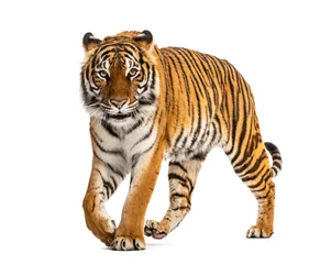 Gartenposter Tiger schleichend, nähert sich und schaut in die Kamera, isoliert © Eric Isselée