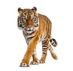 Tiger prowling and approaching, isolated