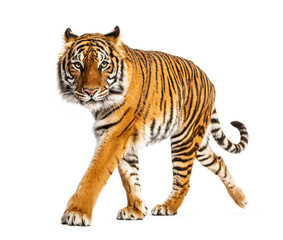 Obraz premium Tiger prowling, approaching and looking at the camera, isolated