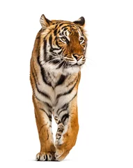 Schilderijen op glas Tiger walking, prowling and approaching © Eric Isselée