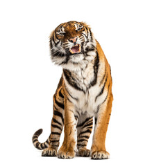 Fototapeta na wymiar portrait of a Tiger showing its tooth and looking aggressive, isolated