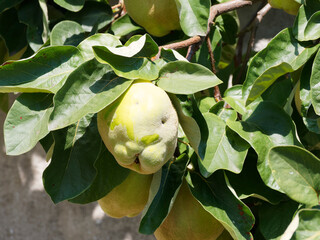 (Cydonia oblonga piriformis) Cognassier ou poire de Cydonie à fruits jaune en forme de poire charnue et duveteuse 