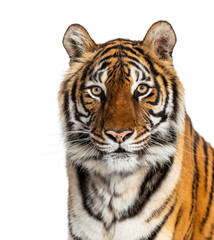 Tiger's head portrait, close-up, isolated on white