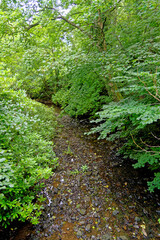 Stellagill Woods - County Durham United Kingdom