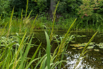 View of the decorative pond through the reed shoots. Botanical Garden of Moscow State University.