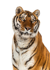 Fototapeta na wymiar Tiger's head portrait, close-up, isolated on white
