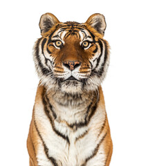 Obraz na płótnie Canvas Close up on a head of a Tiger staring at the camera