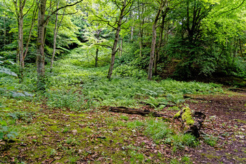 Stellagill Woods - County Durham United Kingdom