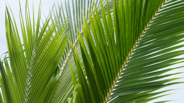 wind blowing green coconut leaf on sky 