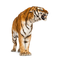 Obraz premium Tiger grimacing and showing his teeth