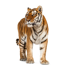 Fototapeta na wymiar Tiger standing up in front of a white background