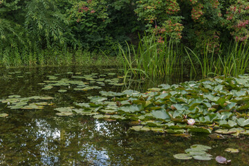 Lotus and water lilies growing in a decorative pond. Botanical Garden of Moscow State University.