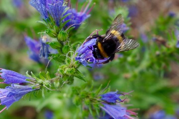 bumblebee on a flower