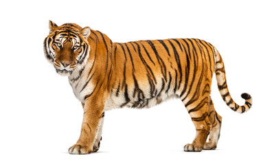 Side view of a Tiger posing standing up in front of a white background