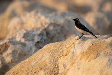 Pied wheatear perched on limestone rock at Busaiteen coast of Bahrain