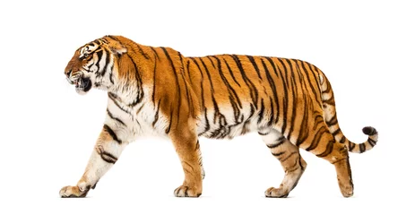 Wandaufkleber Seitenansicht eines Tigers, der weggeht, isoliert auf weiß © Eric Isselée