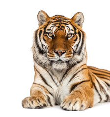 Fototapeta na wymiar Staring Tiger's head portrait, close-up, isolated on white