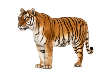 Side view, profile of a tiger standing, isolated on white