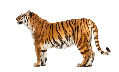 Fototapeta na wymiar Side view, profile of a tiger standing, isolated on white