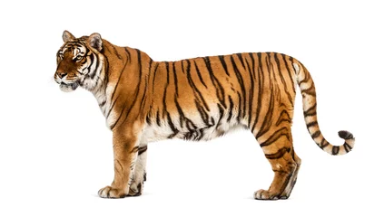 Foto auf Glas Seitenansicht, Profil eines stehenden Tigers, isoliert auf weiß © Eric Isselée