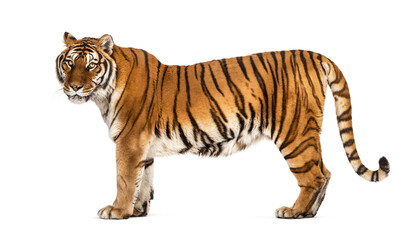 Side view, profile of a tiger standing, isolated on white