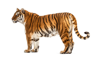 Fototapeta na wymiar Side view, profile of a tiger standing, isolated on white