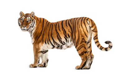 Tiger posing in front, isolated