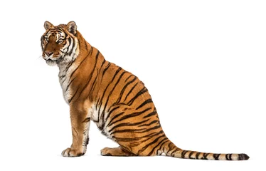 Rolgordijnen Profielweergave van een tijger die zit en wegkijkt © Eric Isselée