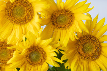 Beautiful yellow flowers, sunflowers, close-up, horizontally