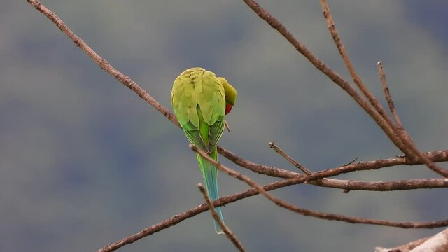 Parrot in tree mp4 4k ...
