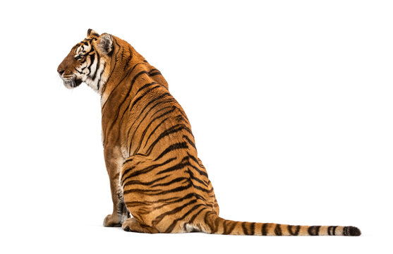 Back view of a Tiger sitting, isolated on white