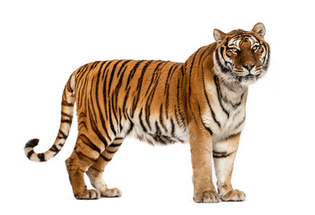 Side view, profile of a tiger standing, isolated on white - 383464809