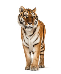 Fototapeta na wymiar Tiger standing on a white background