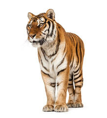 Fototapeta na wymiar Tiger posing on a white background