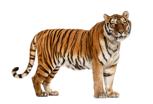 Side view, profile of a tiger standing, isolated on white