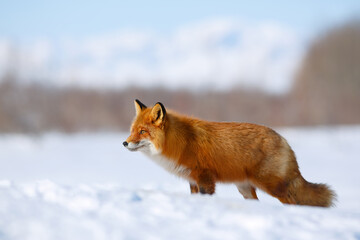 Red fox (Vulpes vulpes). Fox among the snow in the tundra in the Arctic. Portrait of a wild animal in its natural habitat. Wildlife of Chukotka and Siberia. Far East of Russia. Cold frosty weather.