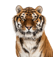 Obraz premium Staring Tiger's head portrait, close-up, isolated on white