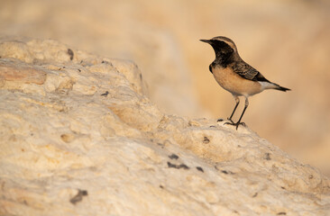 Pied wheatear at Busaiteen coast of Bahrain