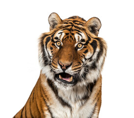Obraz premium Expressive Tiger's head, isolated on white