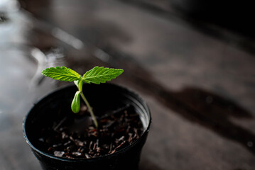 small plant of cannabis seedlings at stage of vegetation planted in ground in the sun, exceptions of cultivation an indoor marijuana for medical purposes. Fresh green Marijuana plant in plastic pot.