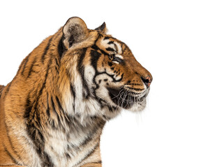 Close-up, profile on a Tiger's head, isolated on white