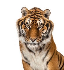 Close-up on a Tiger's head, isolated on white