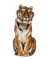 Tiger sitting, isolated on white