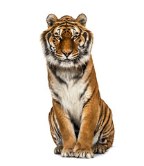 Fototapeta na wymiar Tiger sitting looking at the camera, isolated on white