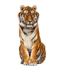  Tiger sitting, isolated on white © Eric Isselée