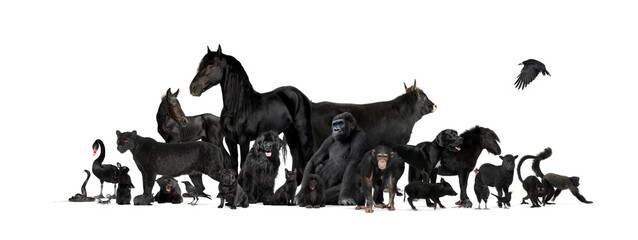 Group of black animals, pets end wilds, isolated on white