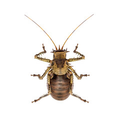 Top view of a Soldier Cricket, Cosmoderus sp. isolated on white
