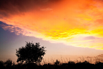 Paisaje en contraluz de arboles y vegetación sobre cielo con nubes anaranjadas