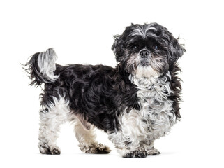 Shih tzu standing, isolated on white