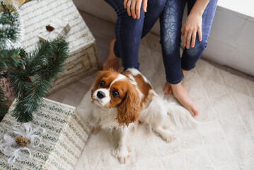 Happy winter holidays! Positive brunette woman embraces little girl pose with gifts on floor in room, dog near, have fun near Christmas tree.